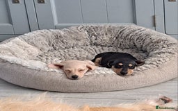 Dachshund dogs for sale: READY NOW - Miniature dachshunds cream girls  - Image 13