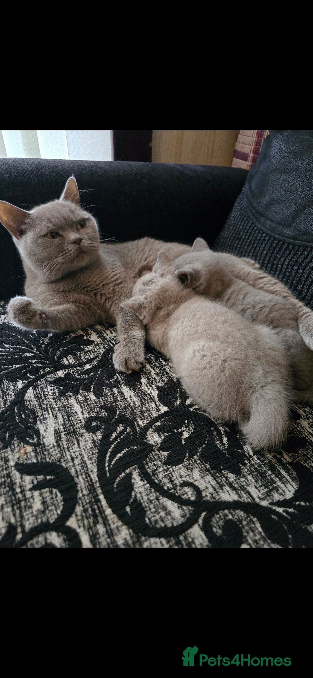 British Shorthair cats for sale: 1 beautiful BSH pedigree girl remaining🐾  - Advert 7