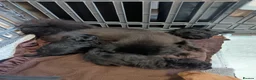 Pomapoo dogs for sale: Goldilocks and 3 little  curly black bears.  in Peterhead - Advert 6