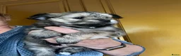 Mixed Breed dogs for sale: Chorkie girls - Advert 10