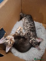 Bengal cats Wonderful bengal kittens TICA registered - Advert 10