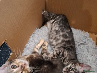 Bengal cats Wonderful bengal kittens TICA registered - Advert 18