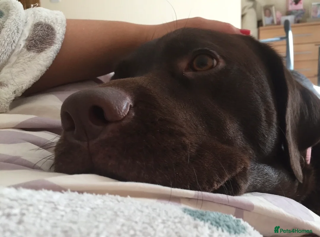 Labrador Retriever dogs for sale: Beautiful KC Black Labrador Puppies  - Advert 21