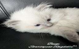 Ragdoll cats for sale: GCCF Pedigree Ragdoll Kittens Champion Lines - Image 16