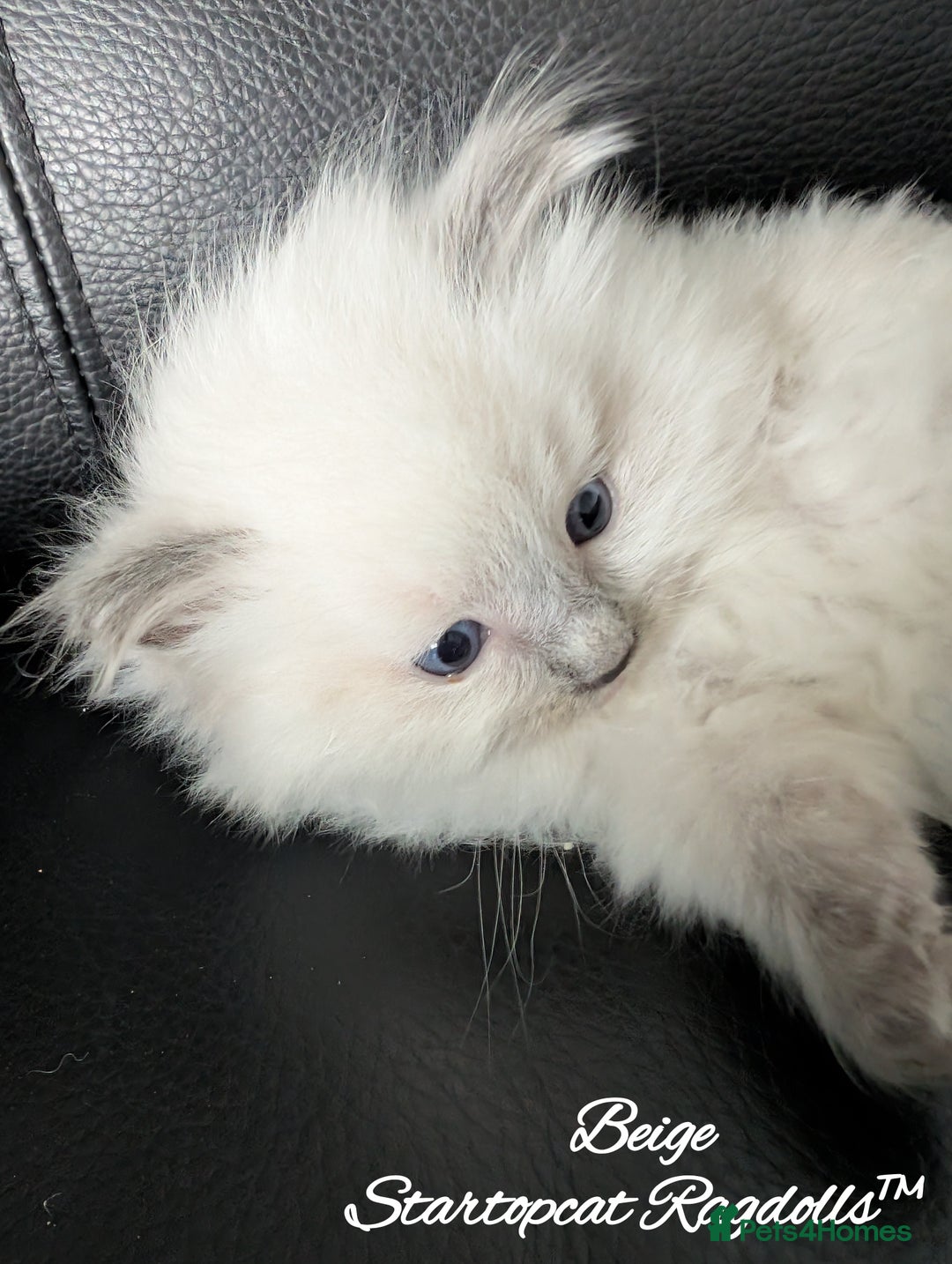 Ragdoll cats for sale: GCCF Pedigree Ragdoll Kittens Champion Lines - Image 16