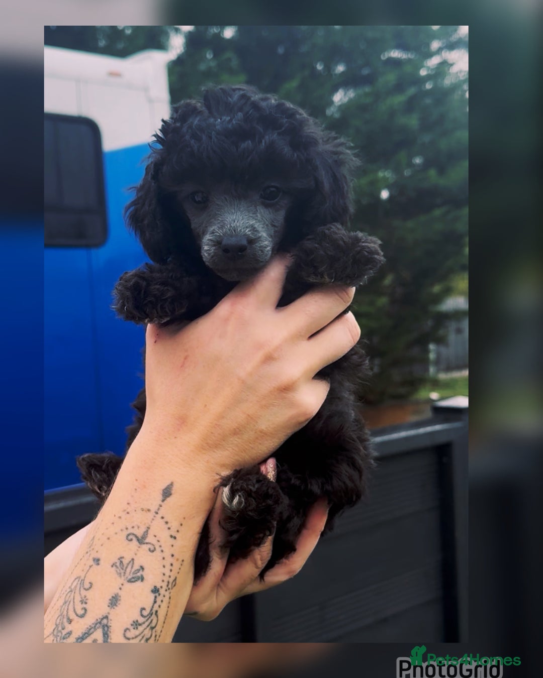 Miniature Poodle dogs for sale: Last one Silver mini poodles  - Advert 10