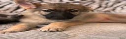 German Shepherd dogs for sale: Beautiful German Shepard Puppies - Advert 12