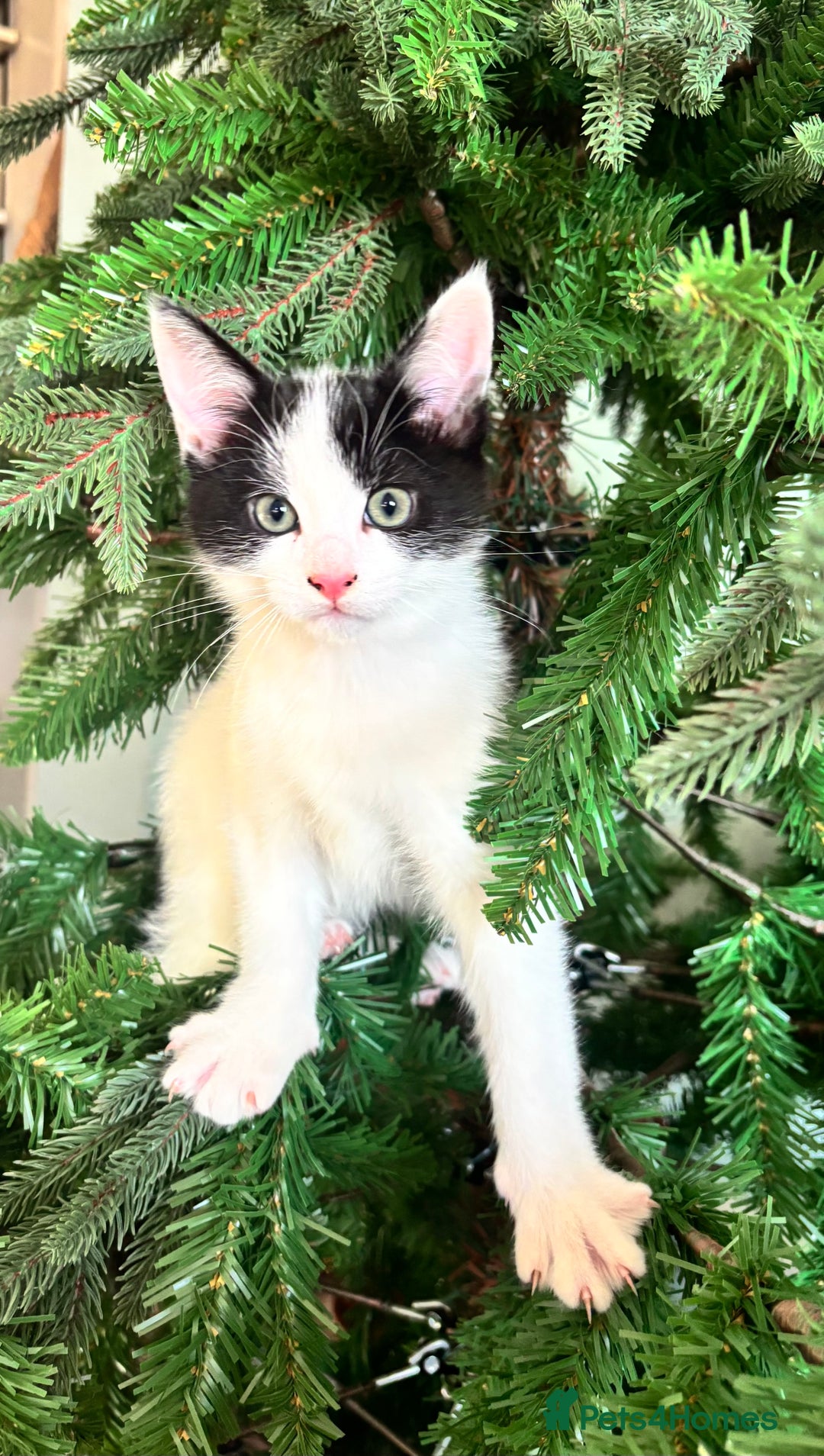 Mixed Breed cats for sale: 2 male kittens  - Advert 6