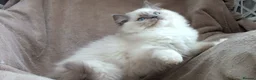 Ragdoll cats for sale: GCCF ACTIVE & PET KITTENS IMP CHAMPION BLOODLINES - Advert 14