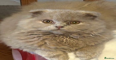 Scottish Fold cats 🩷Scottish fold kittens Ready Now 🩷 - Advert 14