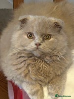 Scottish Fold cats 🩷Scottish fold kittens Ready Now 🩷 - Advert 2