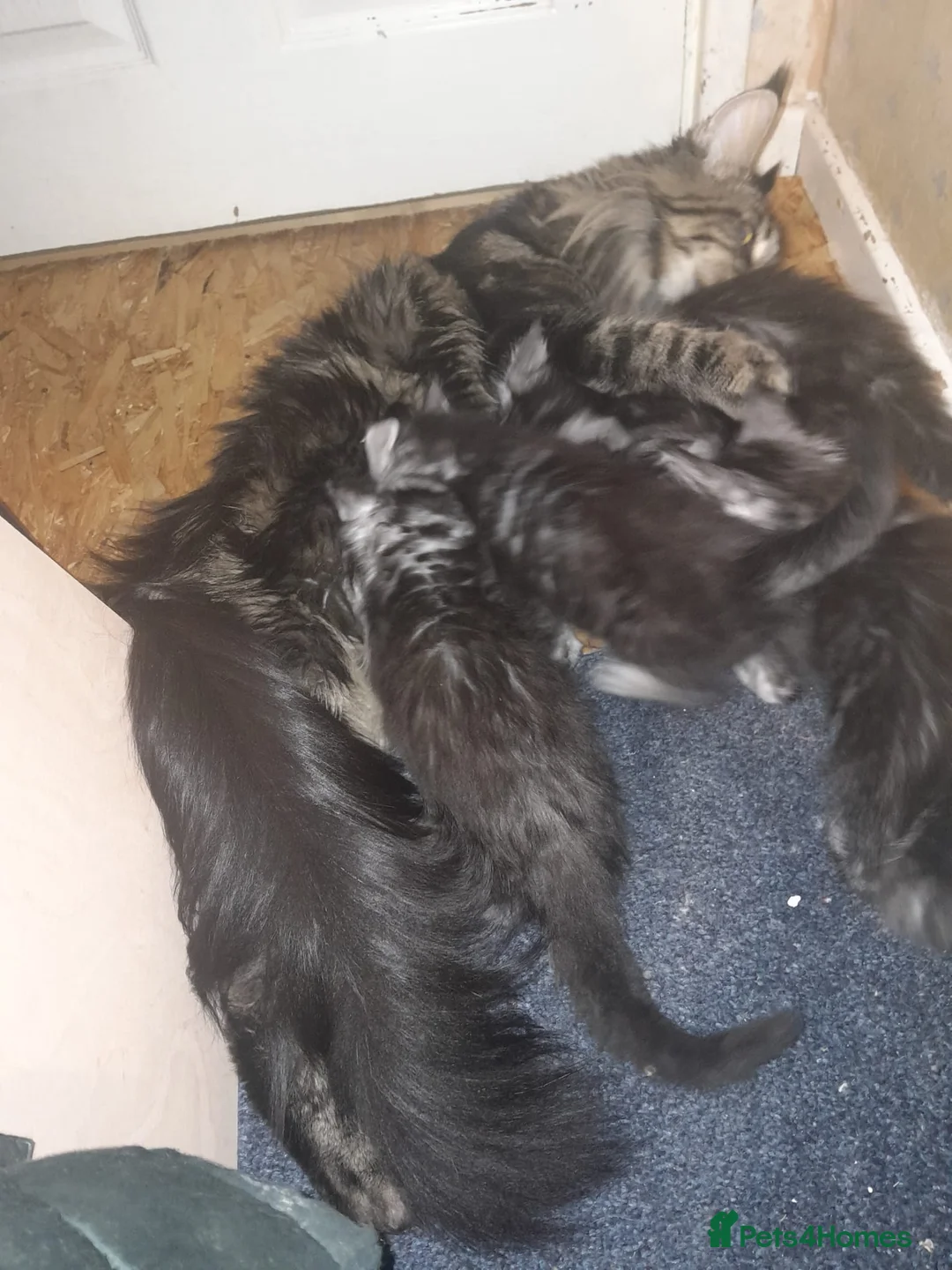 Maine Coon cats for sale: Polydactyl Black Silver boys&girls TICA maine coon - Advert 2