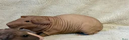 Guinea Pig rodents for sale: Baldwin skinny pig pair  - Advert 6