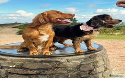Cocker Spaniel dogs for sale: Last 2 boys!! ready to leave!!  - Image 3