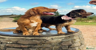 Cocker Spaniel dogs - Advert 13