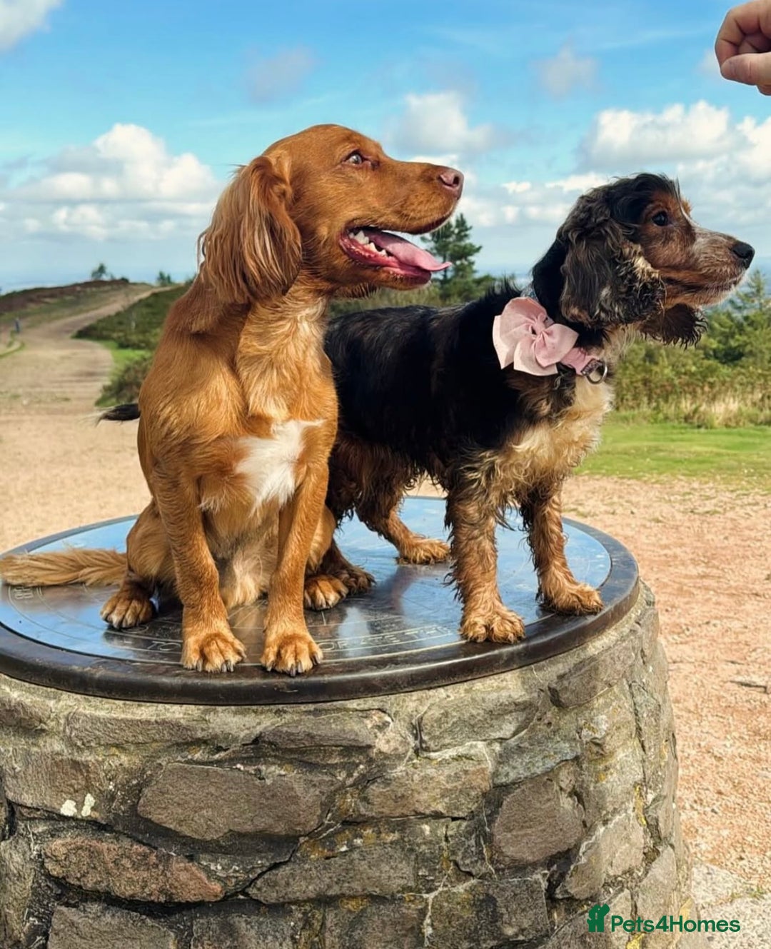 Cocker Spaniel dogs for sale: Last 2 boys!! ready to leave!!  - Image 3