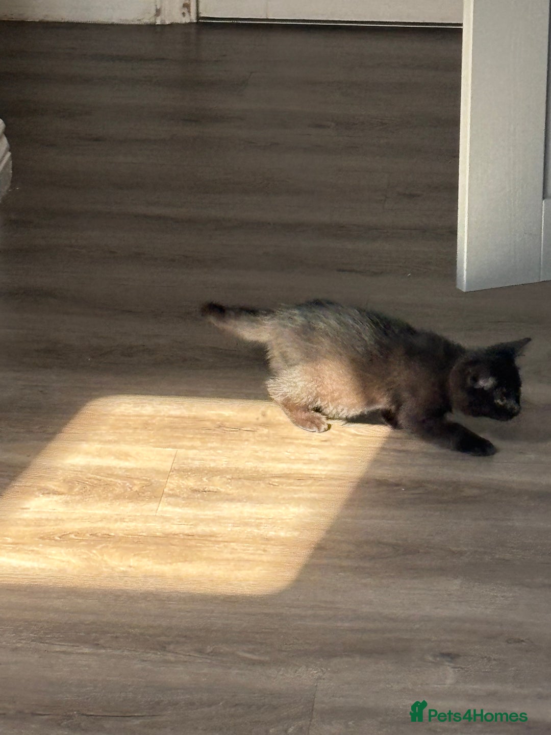British Shorthair cats for sale: Only 2 rare Black British Shorthair kittens left  - Image 11