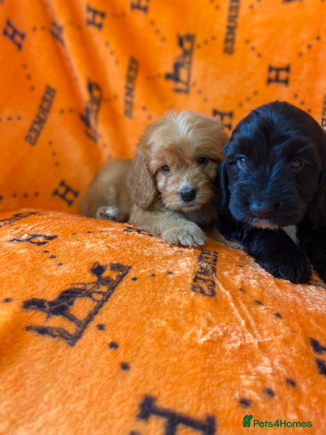 Cockapoo dogs for sale: Beautiful cockapoo - Image 14