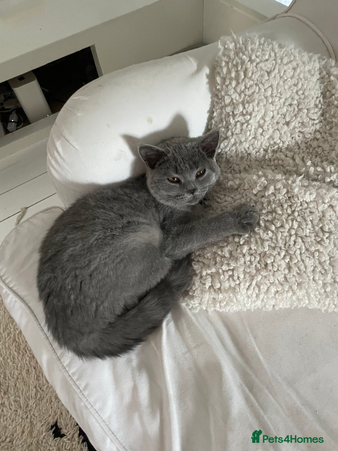 British Shorthair cats for sale: Moggy  - Advert 4