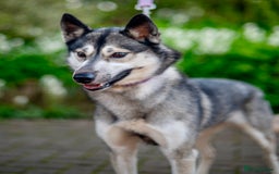 Siberian Husky dogs for sale: Kc Registered Agouti Male Puppy - Image 3