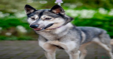 Siberian Husky dogs - Advert 6