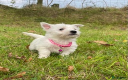 West Highland Terrier dogs for sale: Adorable West Highland Terrier Puppies - Image 4
