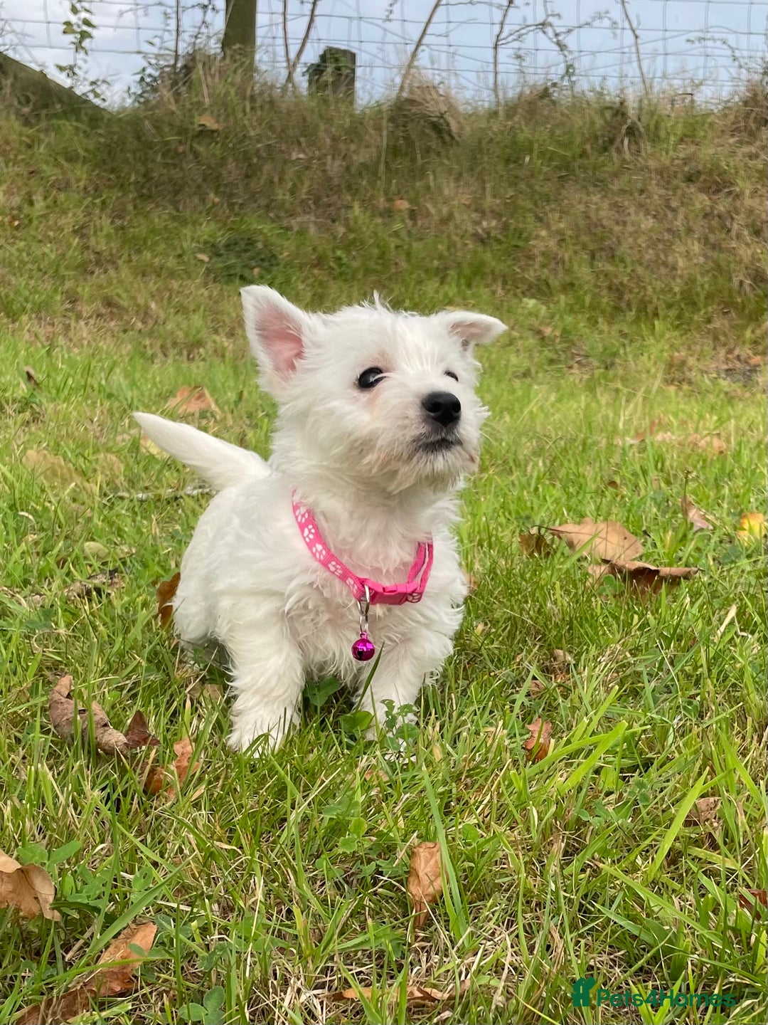 West Highland Terrier dogs for sale: Adorable West Highland Terrier Puppies - Image 4