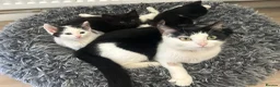 Mixed Breed cats for sale: 4 kittens  in London - Advert 11