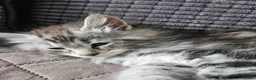 Siberian cats for sale: Beautiful Siberian kitten ready for a new home. - Advert 10