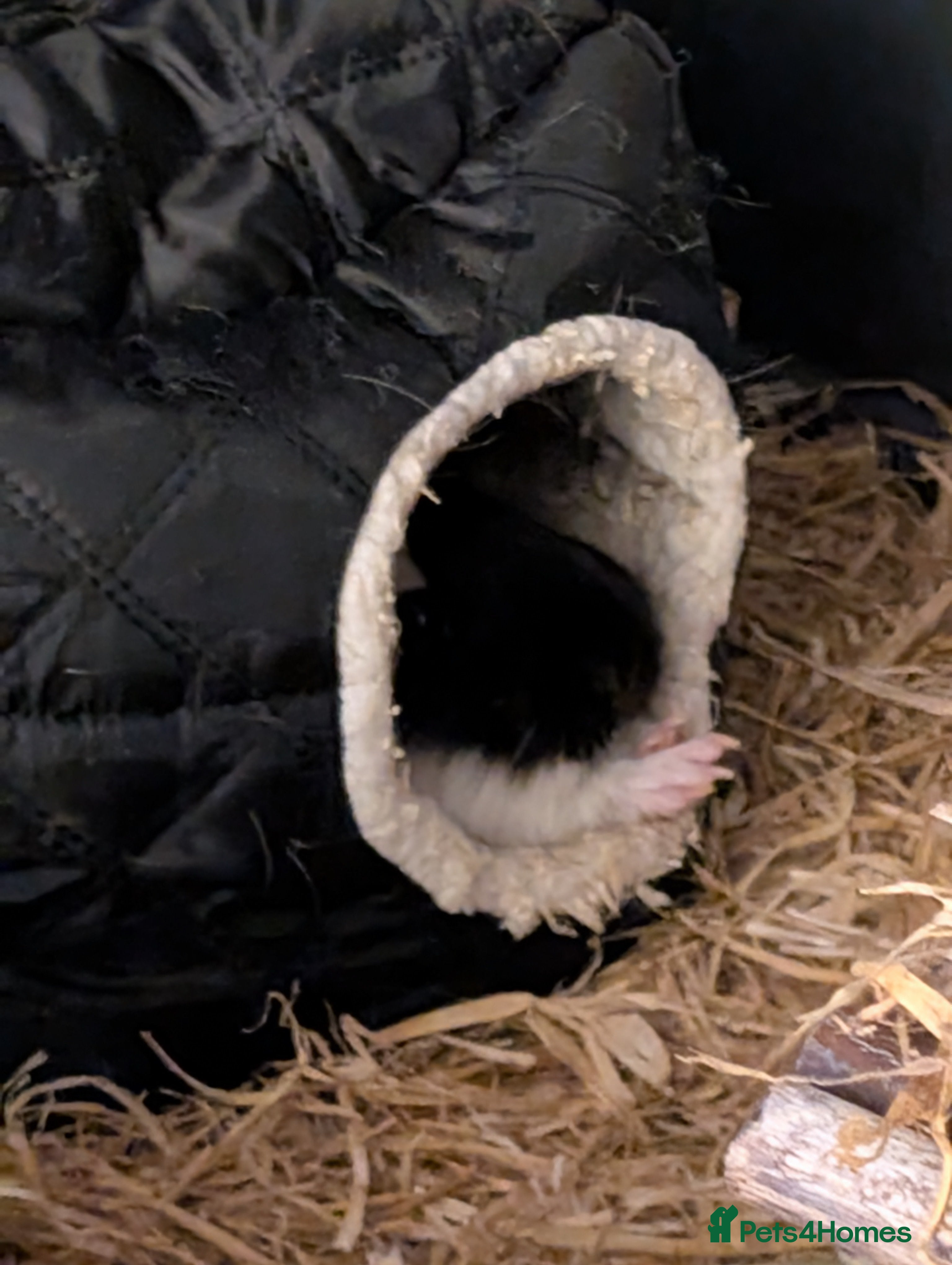 Guinea Pig rodents I'm looking for a adult female guinea pig  - Advert 18