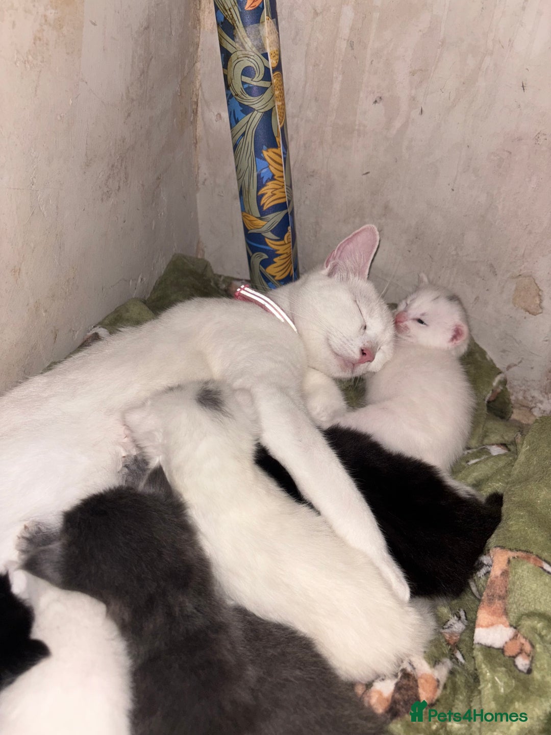 Mixed Breed cats for sale: 4 Male and 2 female kittens - Image 9