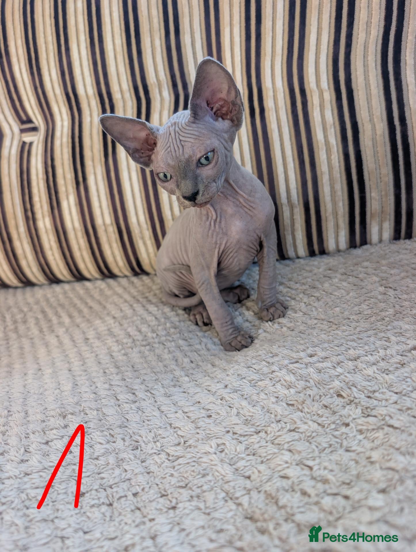 Sphynx cats Ready for reservation  - Advert 1