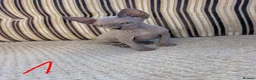 Sphynx cats for sale: Ready for reservation  - Advert 1