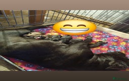 Mixed Breed dogs for sale: Staffy pups - Advert 6