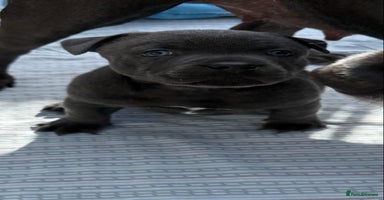 Staffordshire Bull Terrier dogs - Advert 4