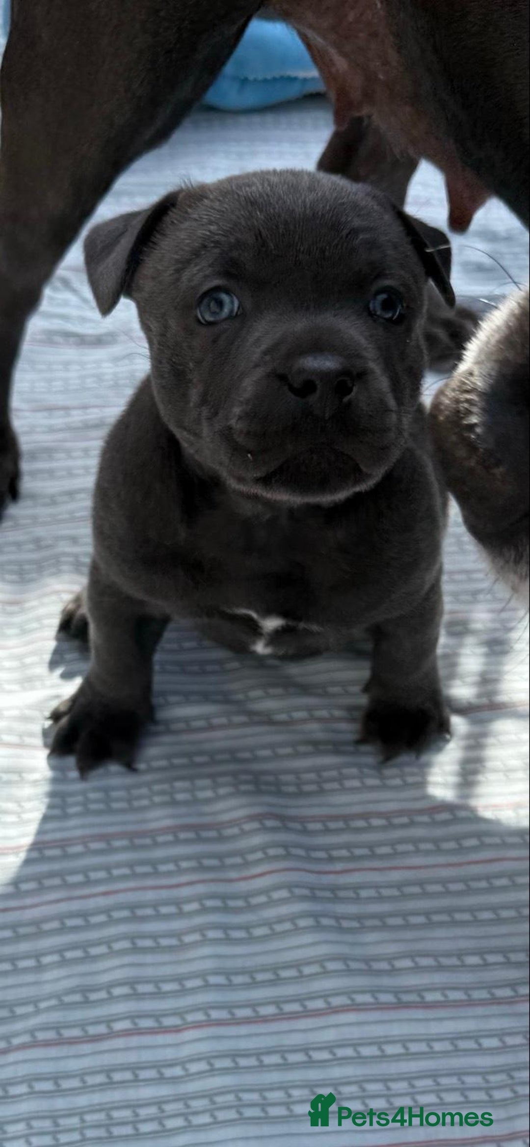 Staffordshire Bull Terrier dogs for sale: Blue staffy pups for sale - Image 3