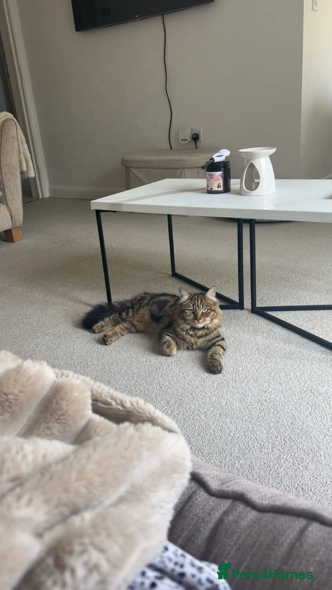 Mixed Breed cats for sale: Boy Kitten  - Advert 1