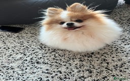 Pomeranian dogs for sale: Pomeranian for forever home  - Image 2