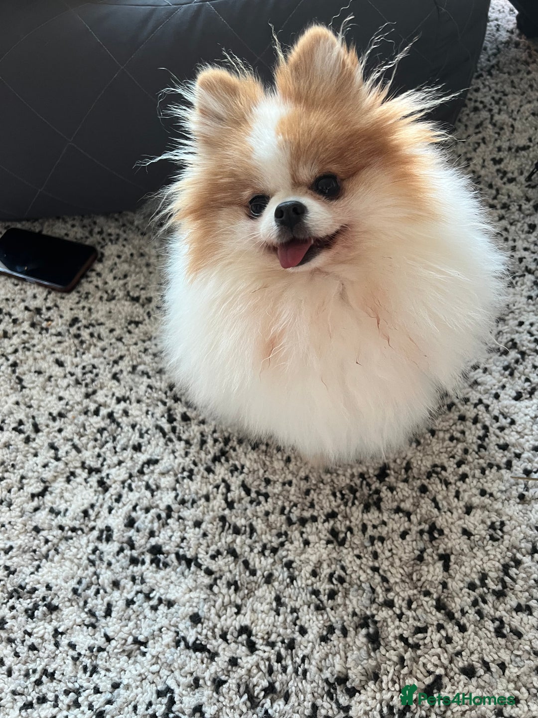 Pomeranian dogs for sale: Pomeranian for forever home  - Image 2