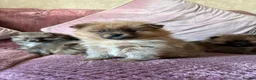 Pomeranian dogs for sale: TINY POM PUPPIES EXTENSIVELY HEALTH CHECKED in Manchester - Advert 1