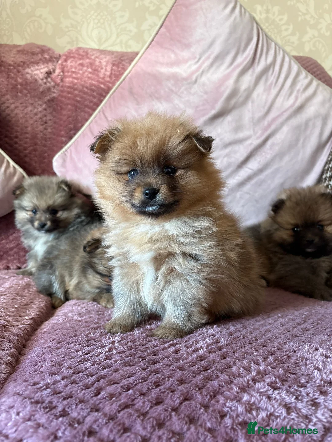 Pomeranian dogs for sale: TINY POM PUPPIES EXTENSIVELY HEALTH CHECKED in Manchester - Advert 1