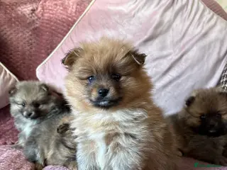 Pomeranian dogs TINY POM PUPPIES EXTENSIVELY HEALTH CHECKED in Manchester - Advert 1