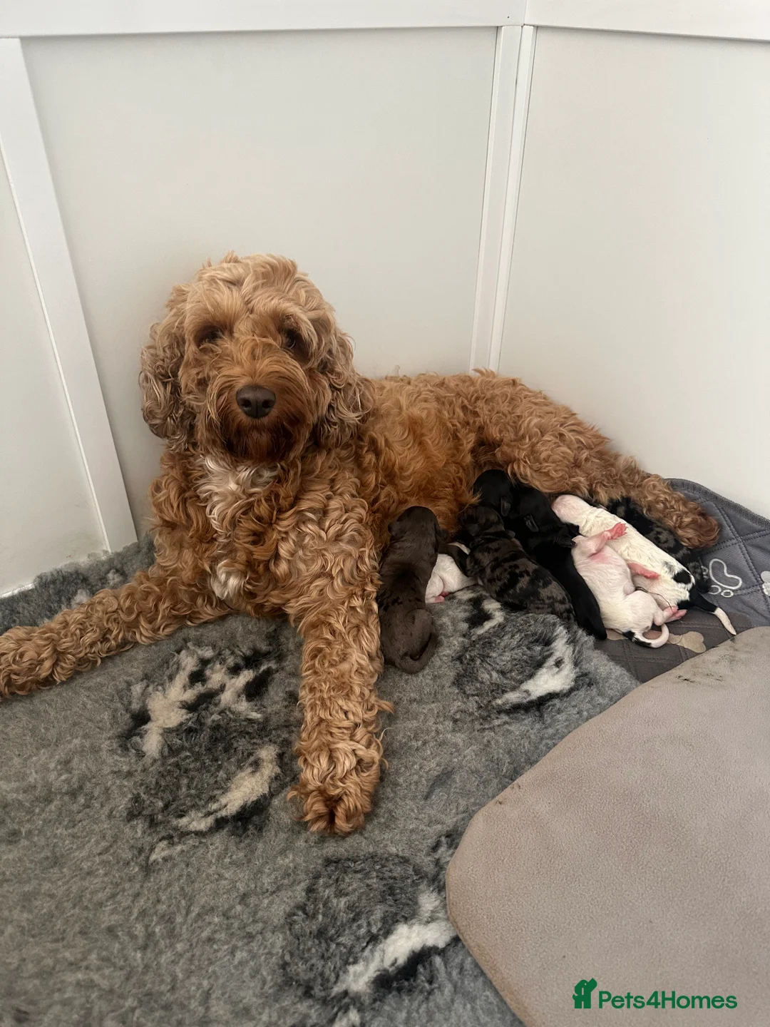 Cockapoo dogs for sale: Beautiful litter of Cockapoo Puppies - Advert 21