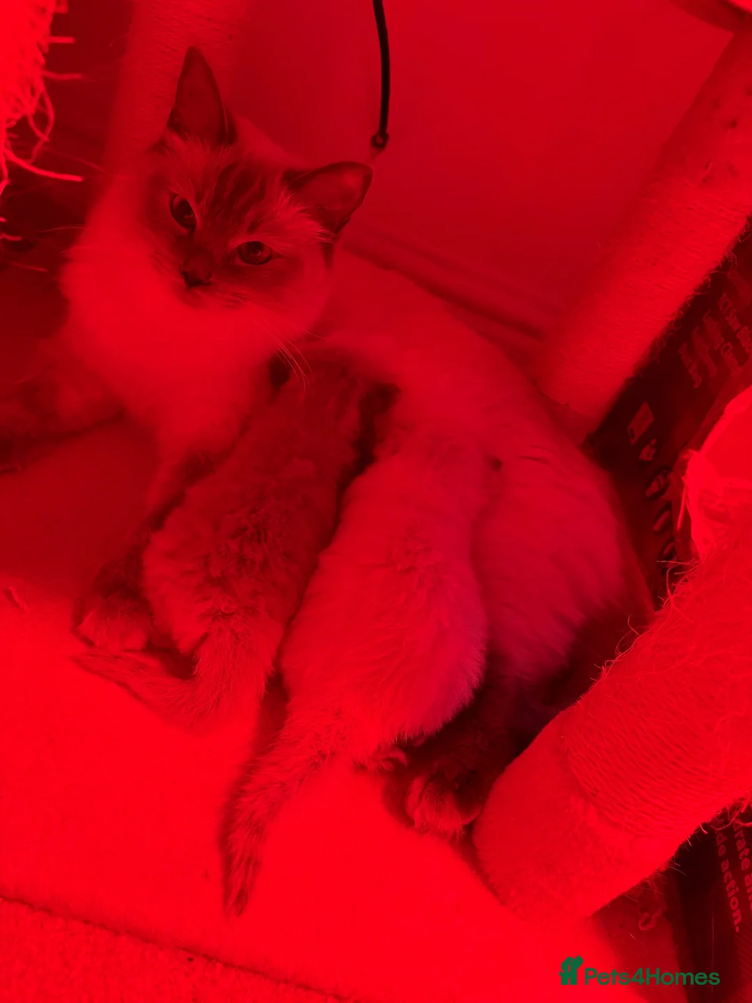 Ragdoll cats for sale: Ragdoll kittens - Advert 1