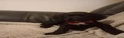 Cockerdor dogs for sale: Here i have 3 stunning cocker spaniel puppies - Advert 10