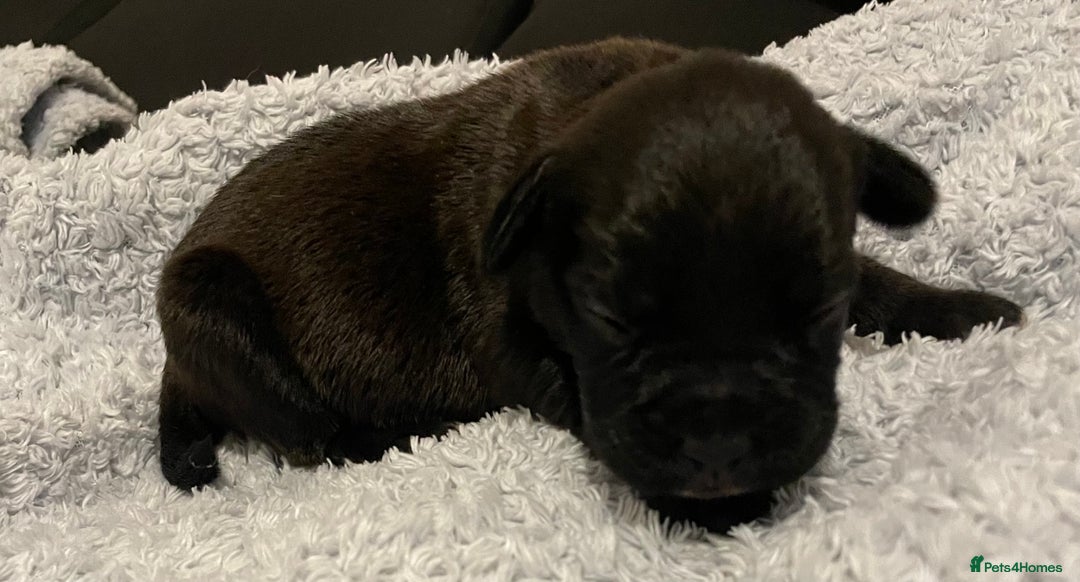 Mixed Breed dogs for sale: READY FOR THERE FOREVER HOMES 1 GIRL & - BOY  - Advert 28