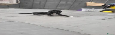 Cane Corso Puppy 2