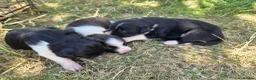 Border Collie dogs for sale: Border collie puppies 3 dogs 2 bitches - Advert 8