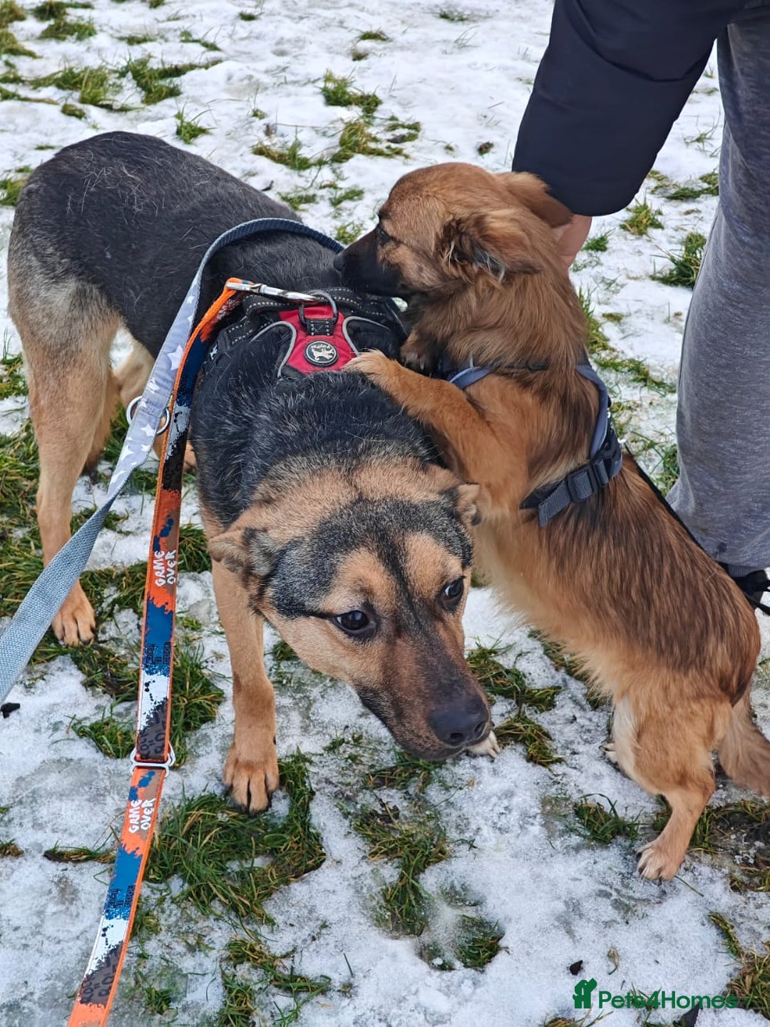 Mixed Breed dogs for adoption: 💙MOZART-low medium 1 yo boy looking for safety💙 - Advert 12