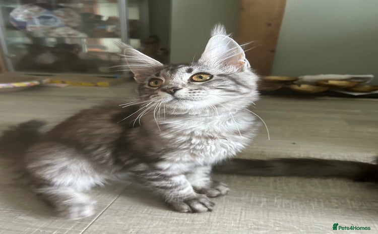 Maine Coon cats - Advert 2
